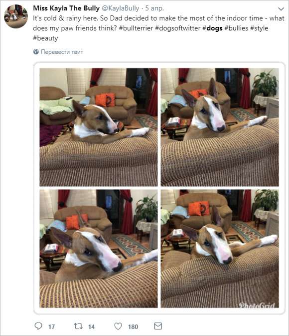 Пост в Twitter с несколькими, прикрепленными к нему фотографиями собаки