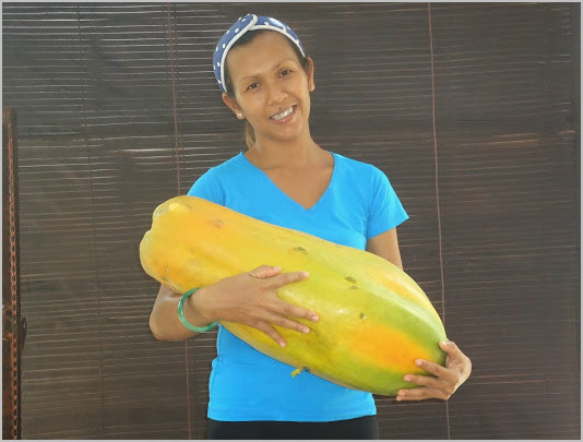 Женщина с огромным плодом папайя в Таиланде